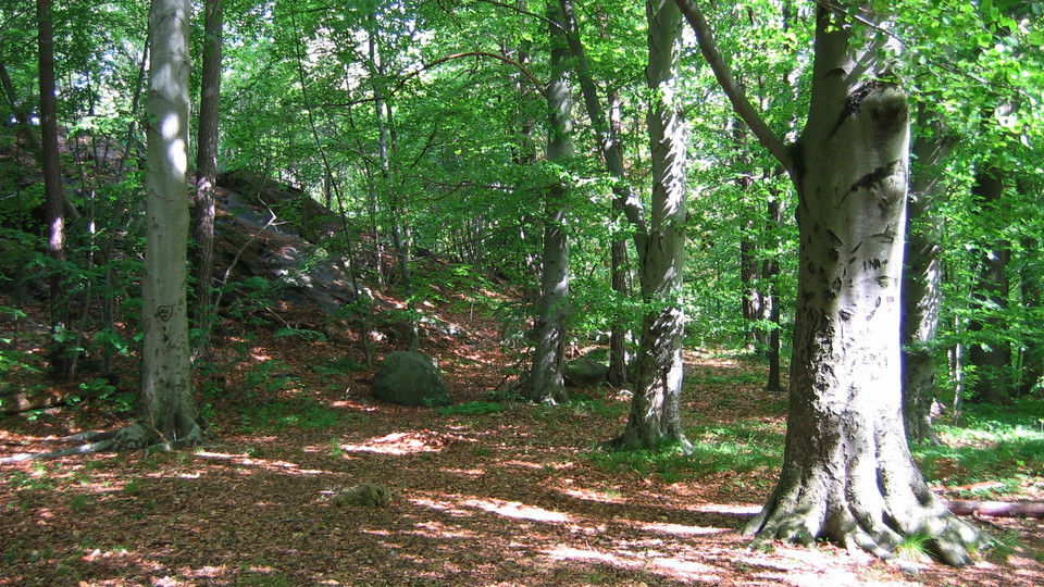 Bokar i Kappsta. Foto Lidingö stad