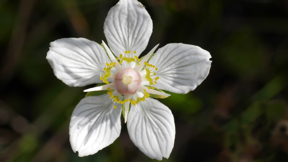 Slåtterblomma.