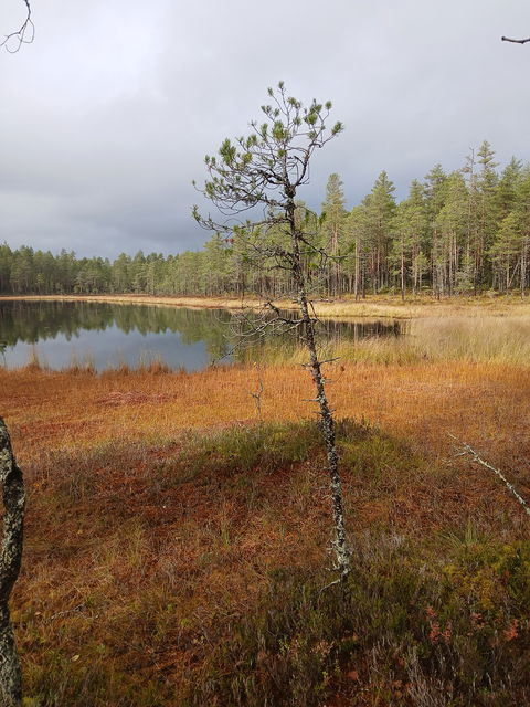 Höst