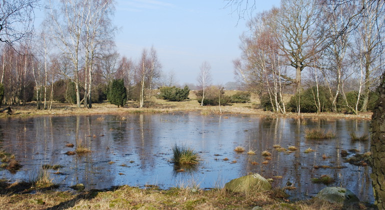 Våtmark.