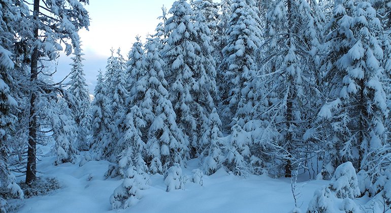 Vintervy med snötäckta granar. Foto Anders Boström.