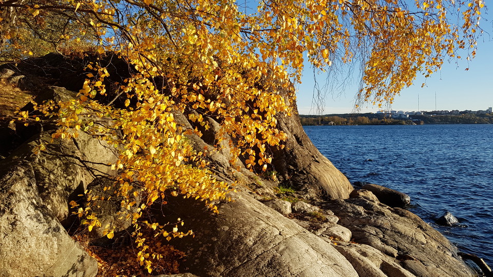 Björk vid strandklippa i Kappsta. Foto Lidingö stad