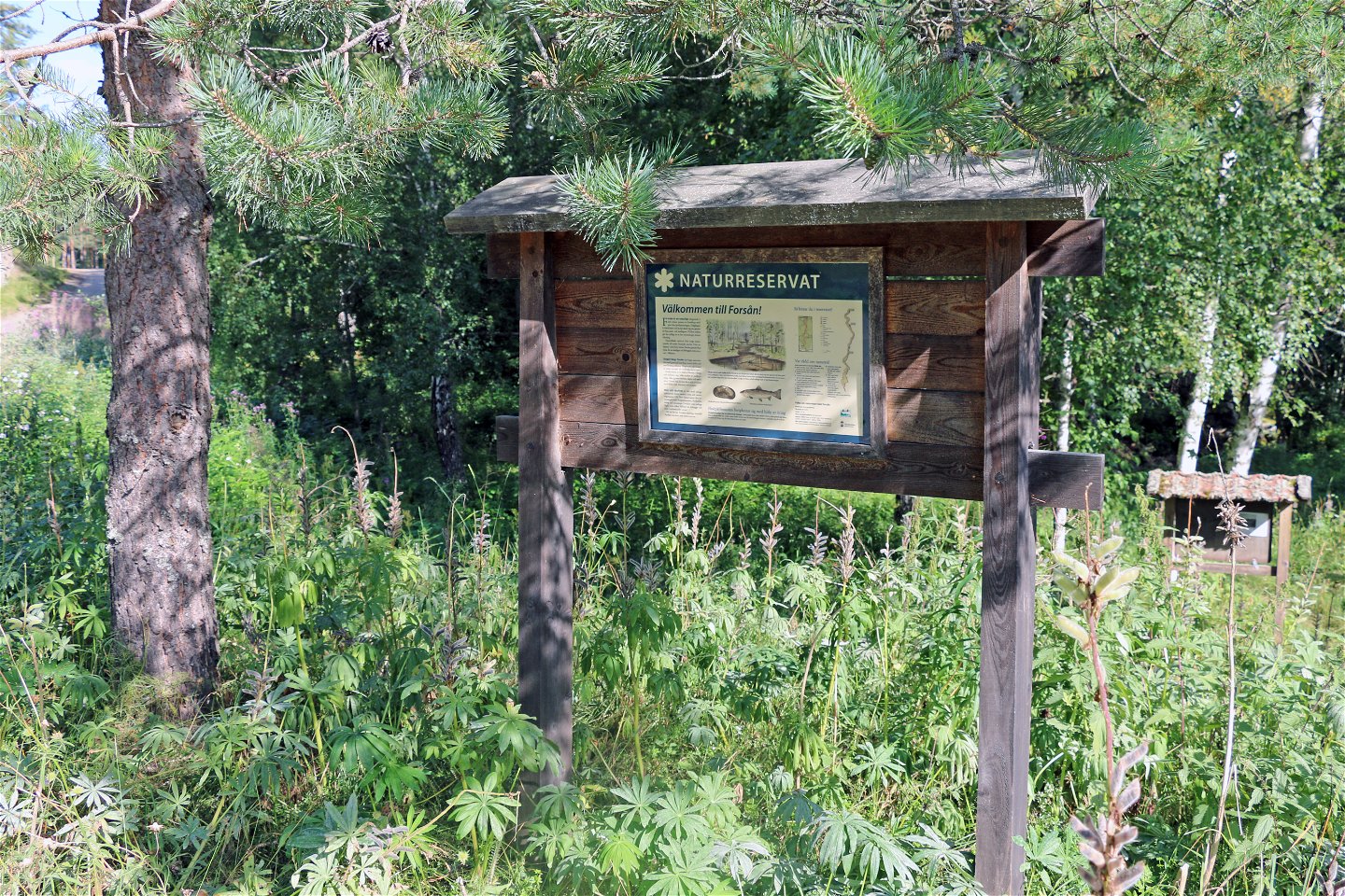 Informationstavla över naturreservatet Forsån.
