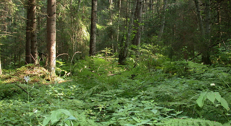 Marken i skogen är täckt av höga gröna växter. Foto Dan Mangsbo.