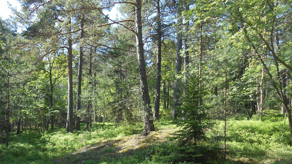 Nyckelbiotop på västra Bosön. Foto Lidingö stad
