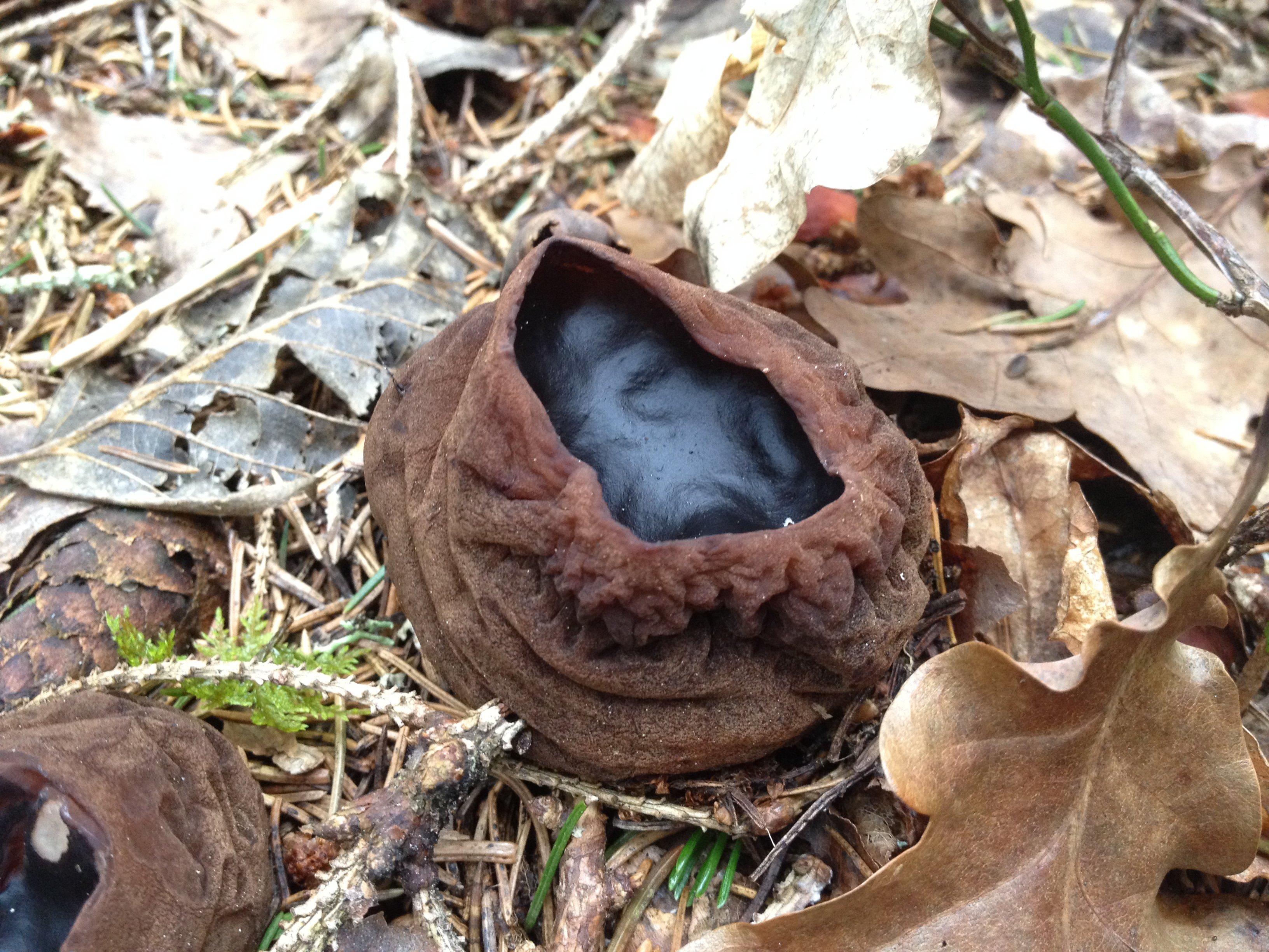 Närbild på en skrumpen skålformad brun svamp som är svart på insidan.