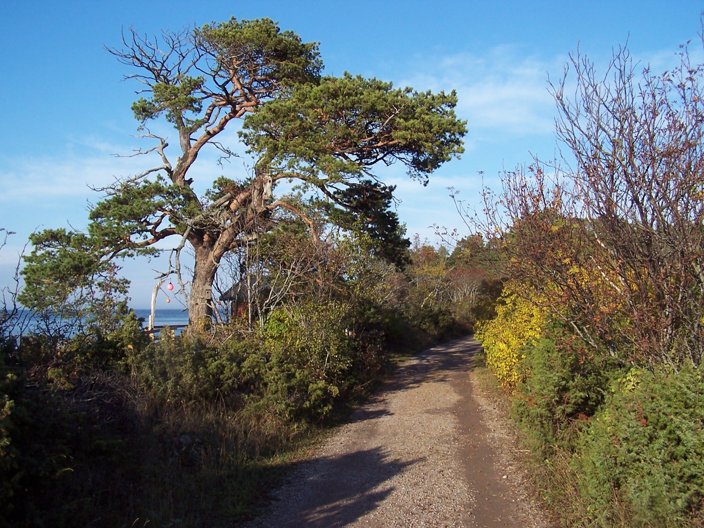 En smal grusad bilväg med buskar och träd längs kanterna. Till vänster från vägen skymtar havet fram.