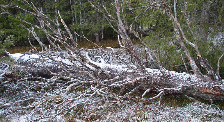 Vinterberget.