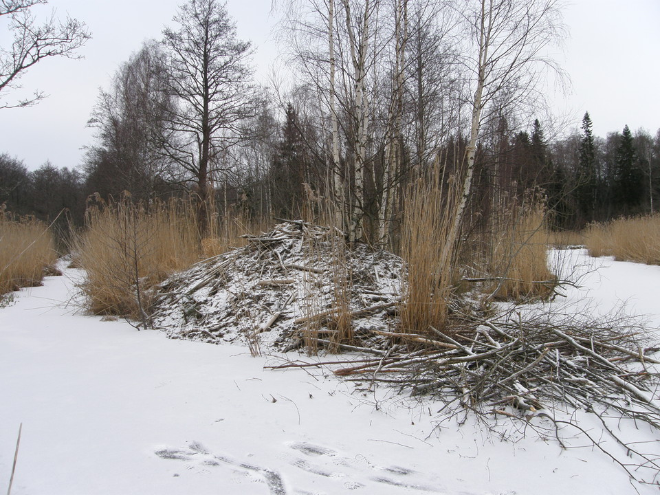 Lite snö på hög av grenar .
