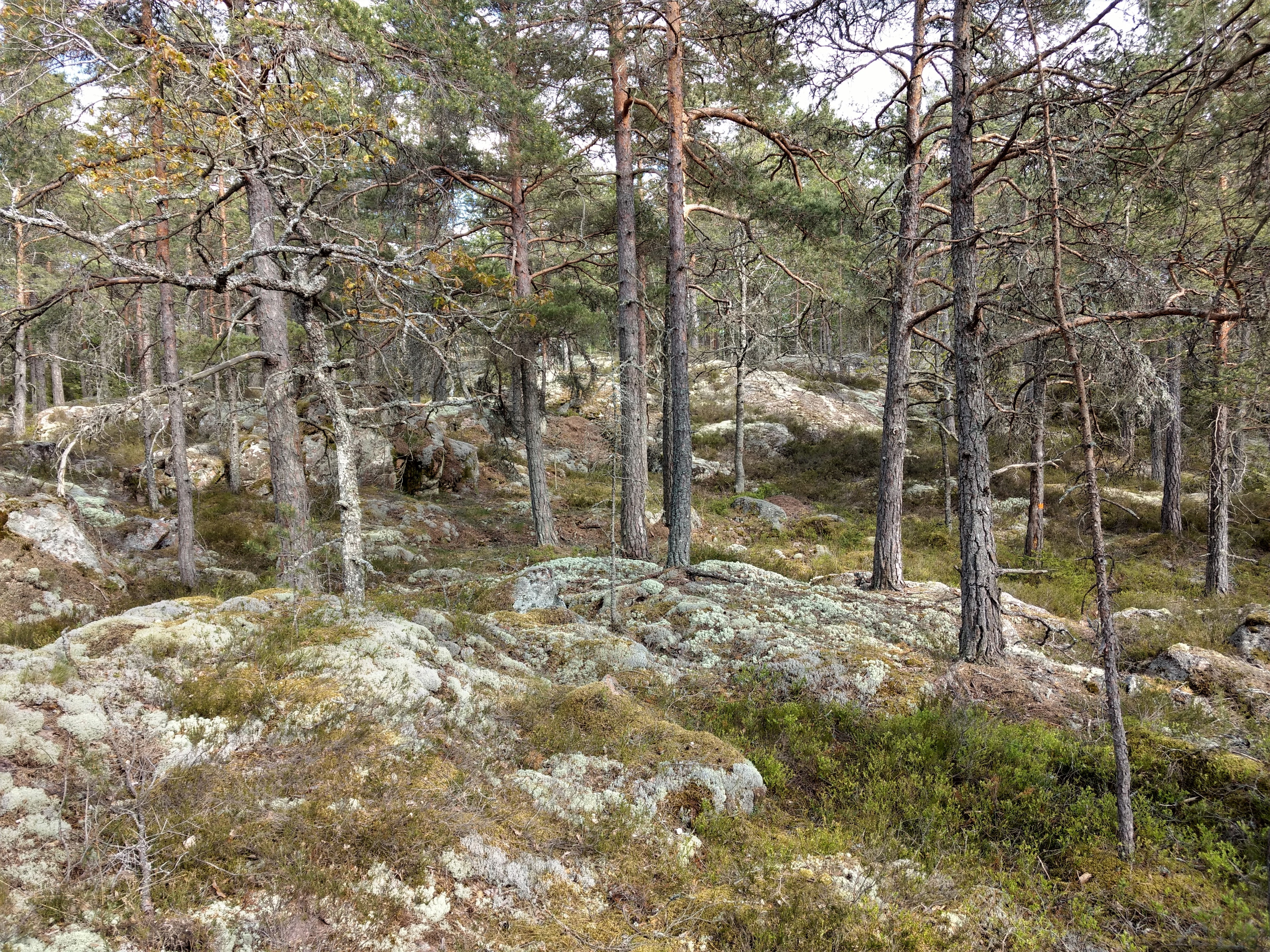 Dyhult naturreservat