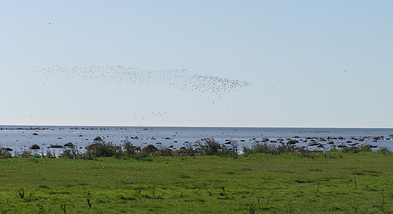 Fågelsträck vid stranden