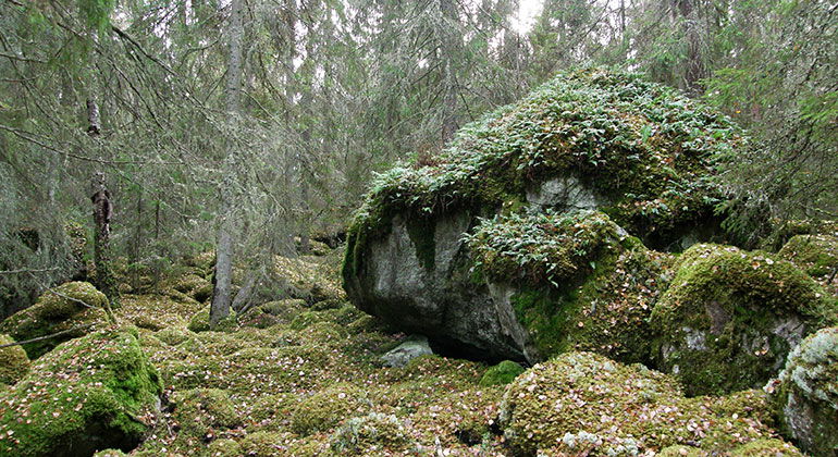 Tängsta naturreservat