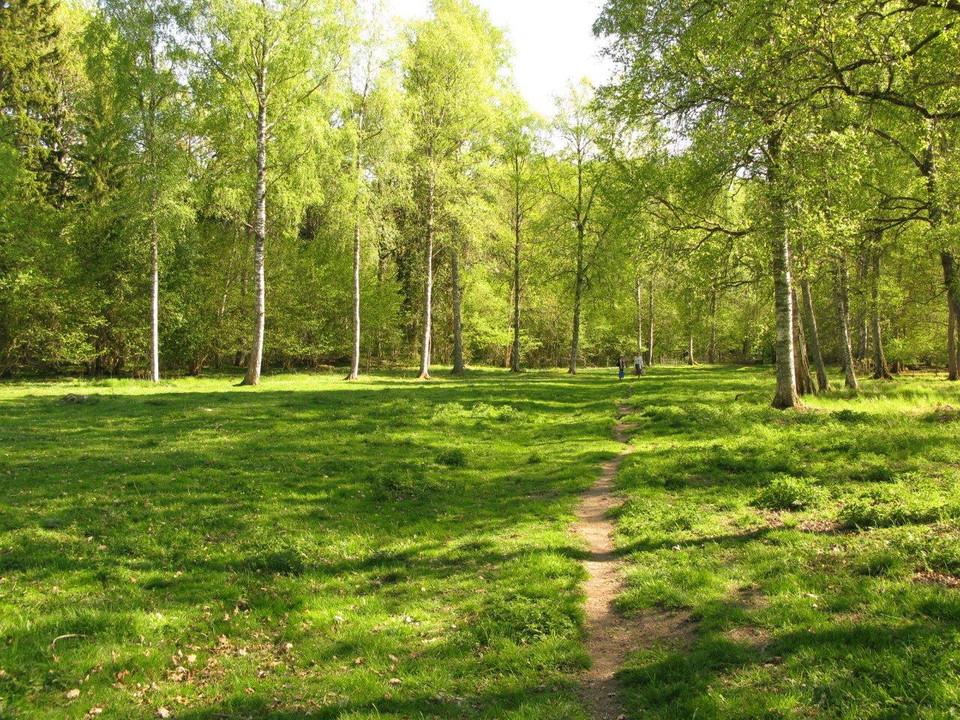 En smal stig går genom lummig dunge med många lövträd. 