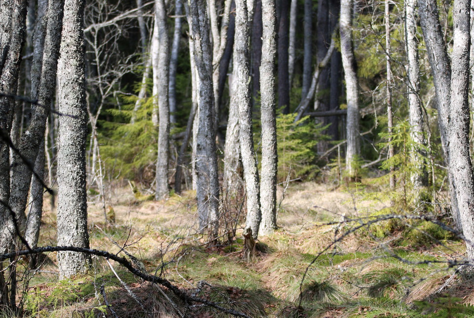 Trädstammar.