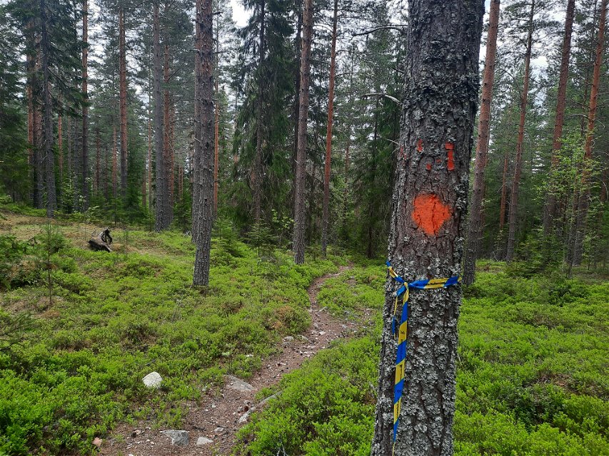 Följ orangea markeringar längs de fina skogsstigarna