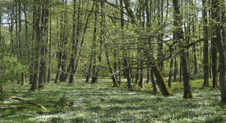 vy över grönskande skog i reservatet