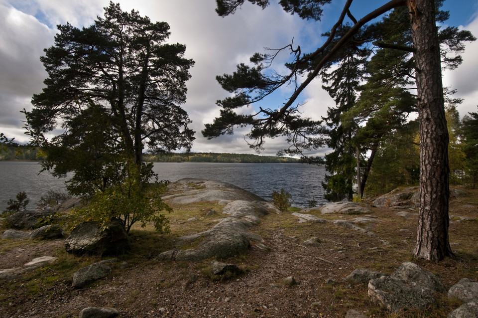 Tallar och hällmark med utsikt över vatten.