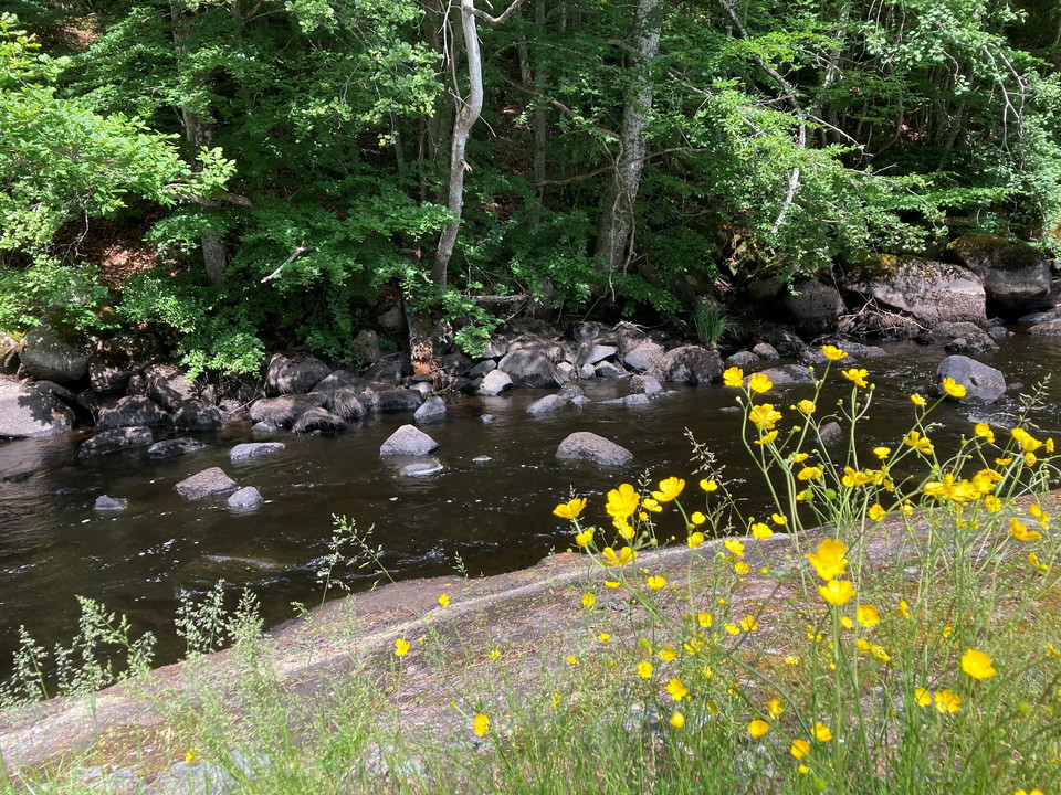 Smörblommor som skiner längs Bräkneån. 