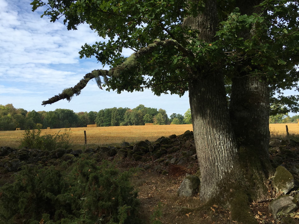 Fotograf: Ellen Flygare
