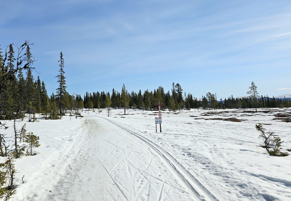 Ett skidspår som går över en myr bredvid en granskog.
