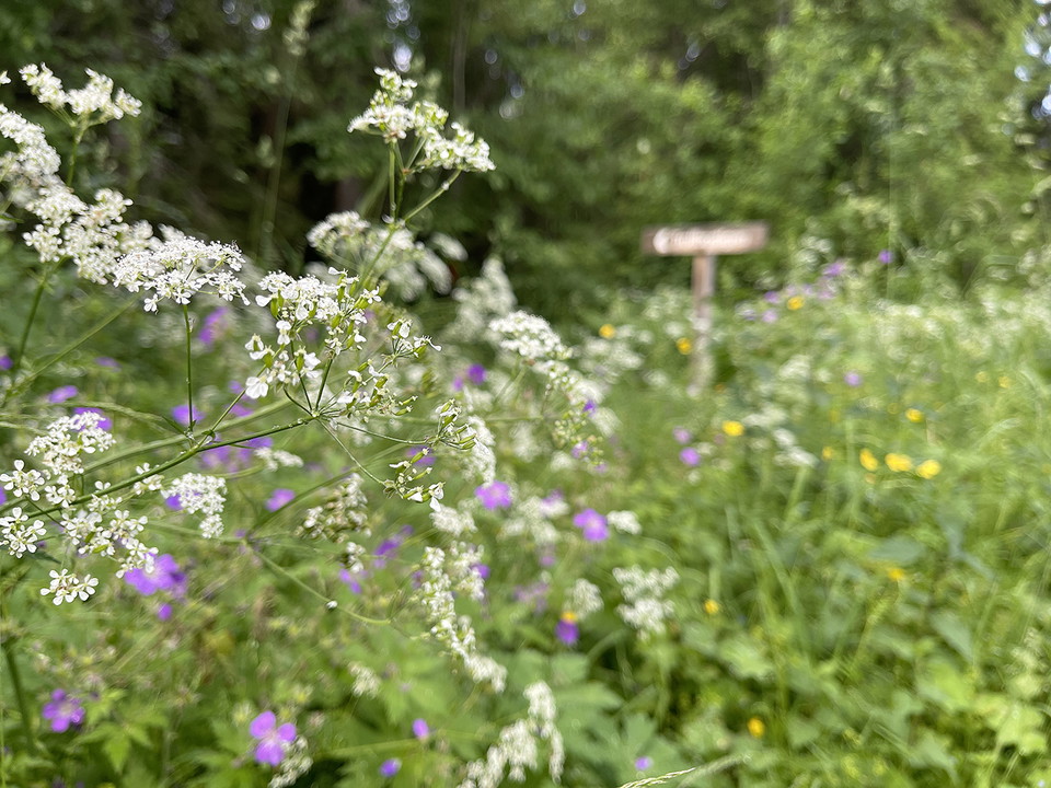 Vita flockblommiga blommor växer tillsammans med lila blommor. En skylt anas i bakgrunden.