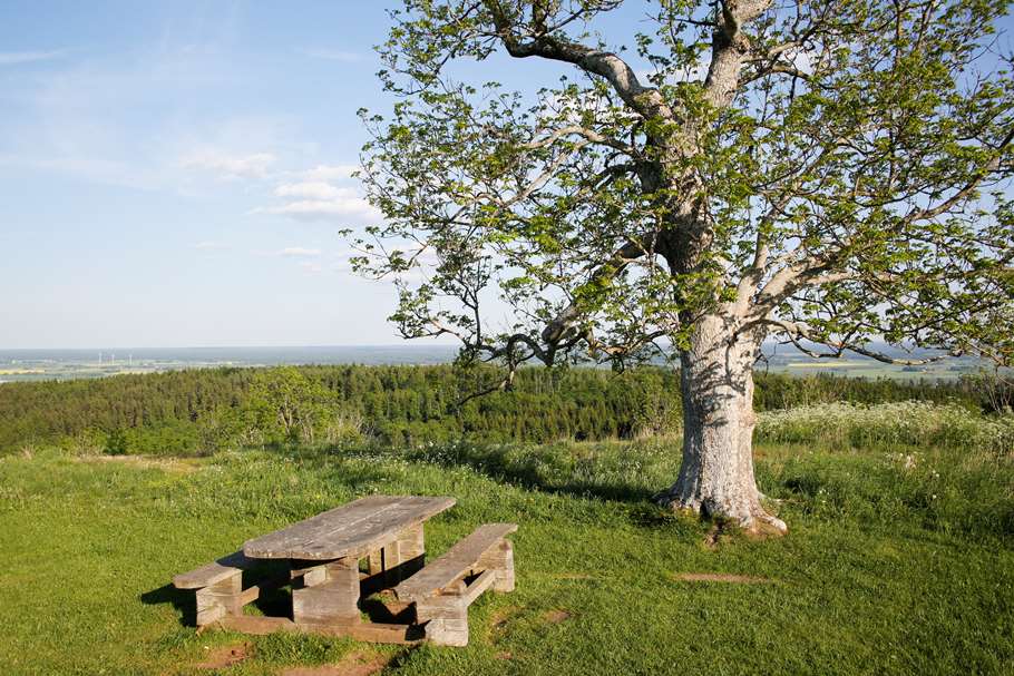 Bild: Sveaskog