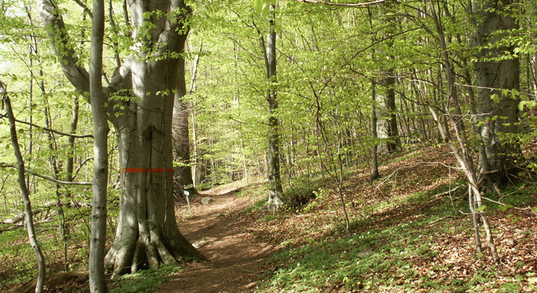 Ombergs bokskogs domänreservat, Naturreservat