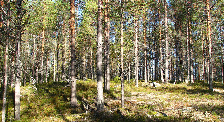 Sodokberget.