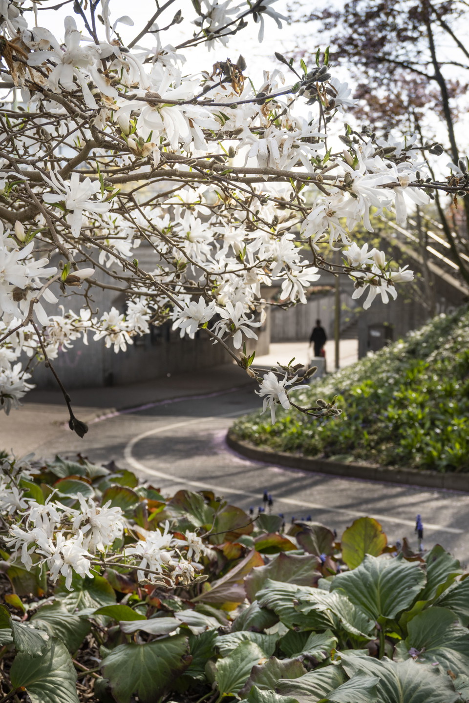 Gång- och cykelväg, blommande träd