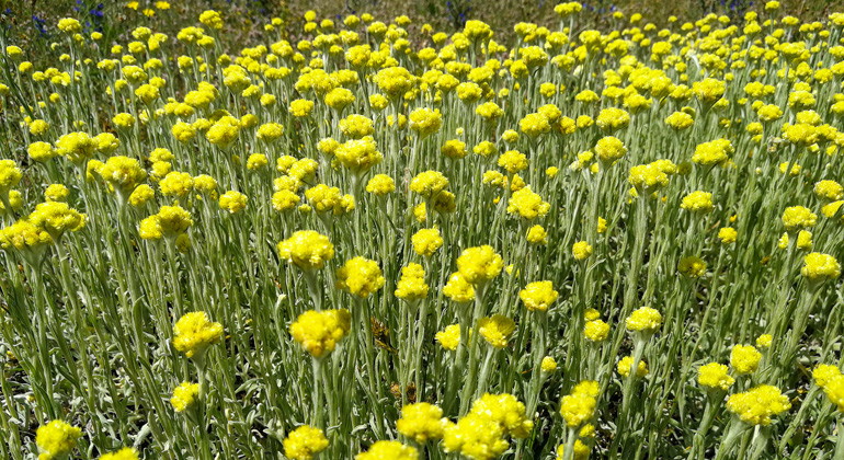 Hedblomster