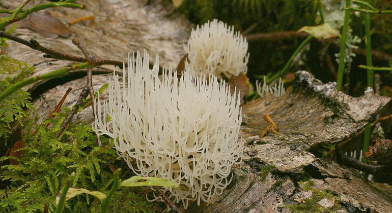 Vit vedfingersvamp på multnande björkstam i Skidtjärnsberget.