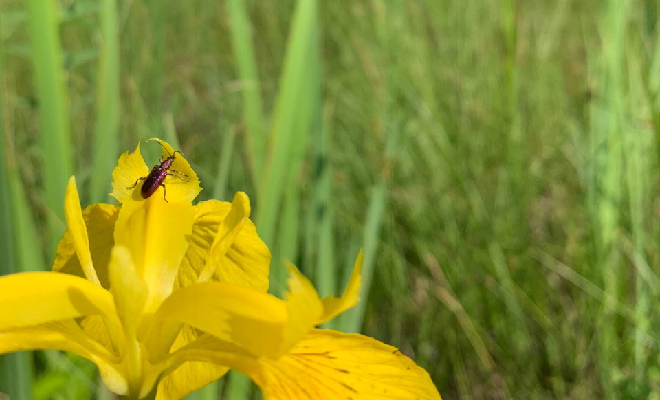 Rörbock i Stickelsbergs naturreservat. 