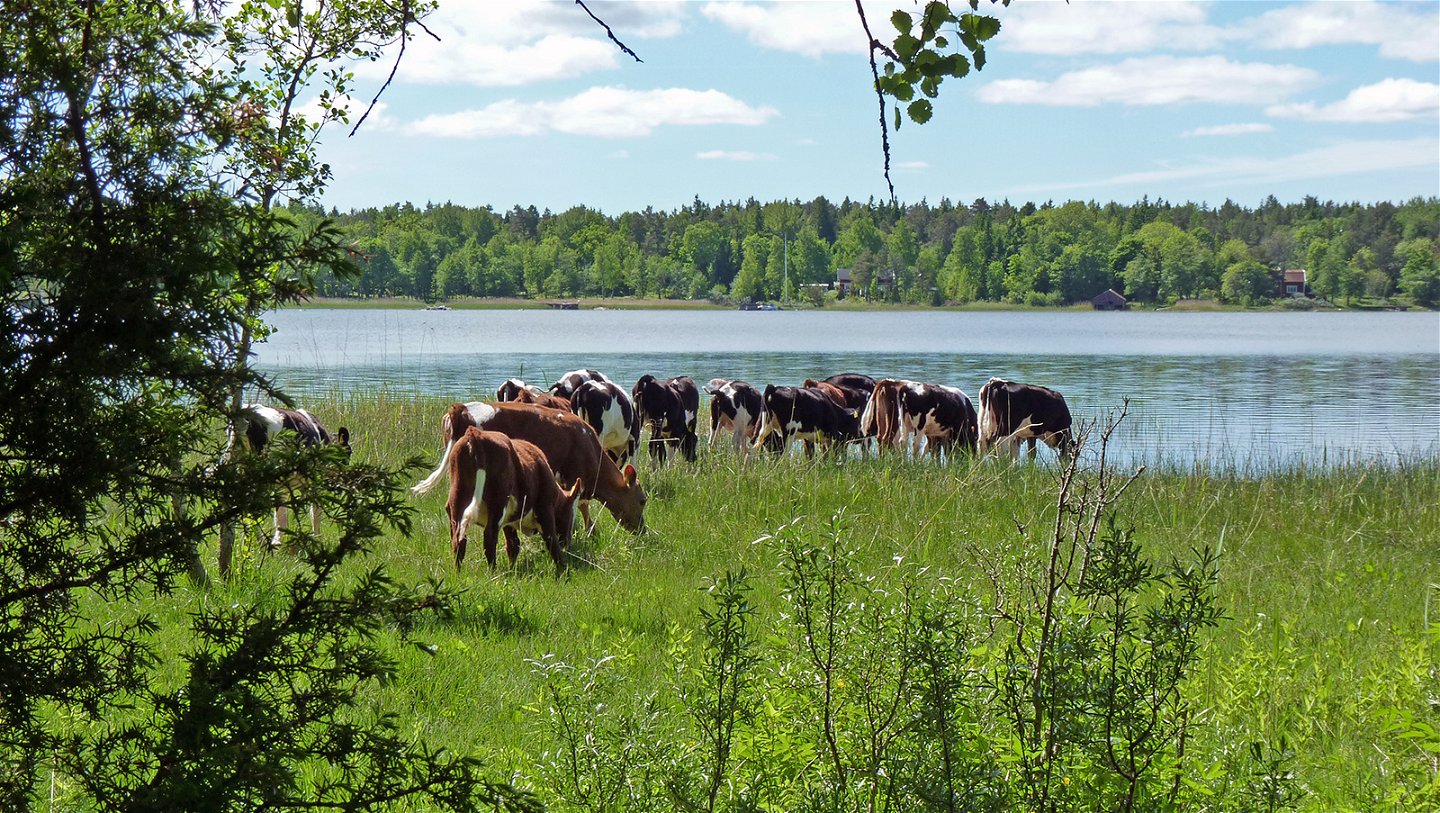 Grazing cows in Häverö prästäng.