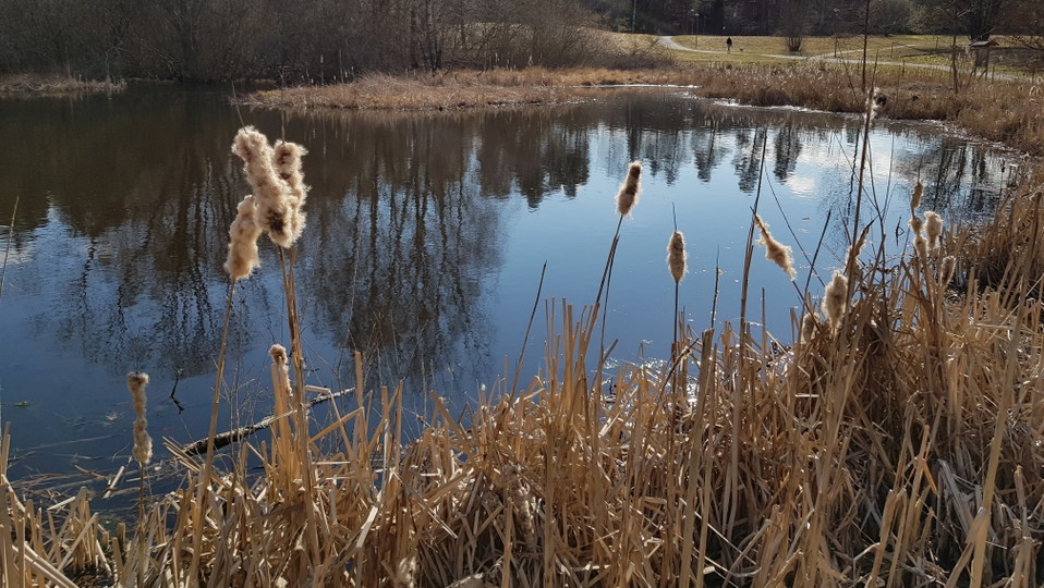 Kaveldun i Rudbodakärrets västra del. Foto Lidingö stad