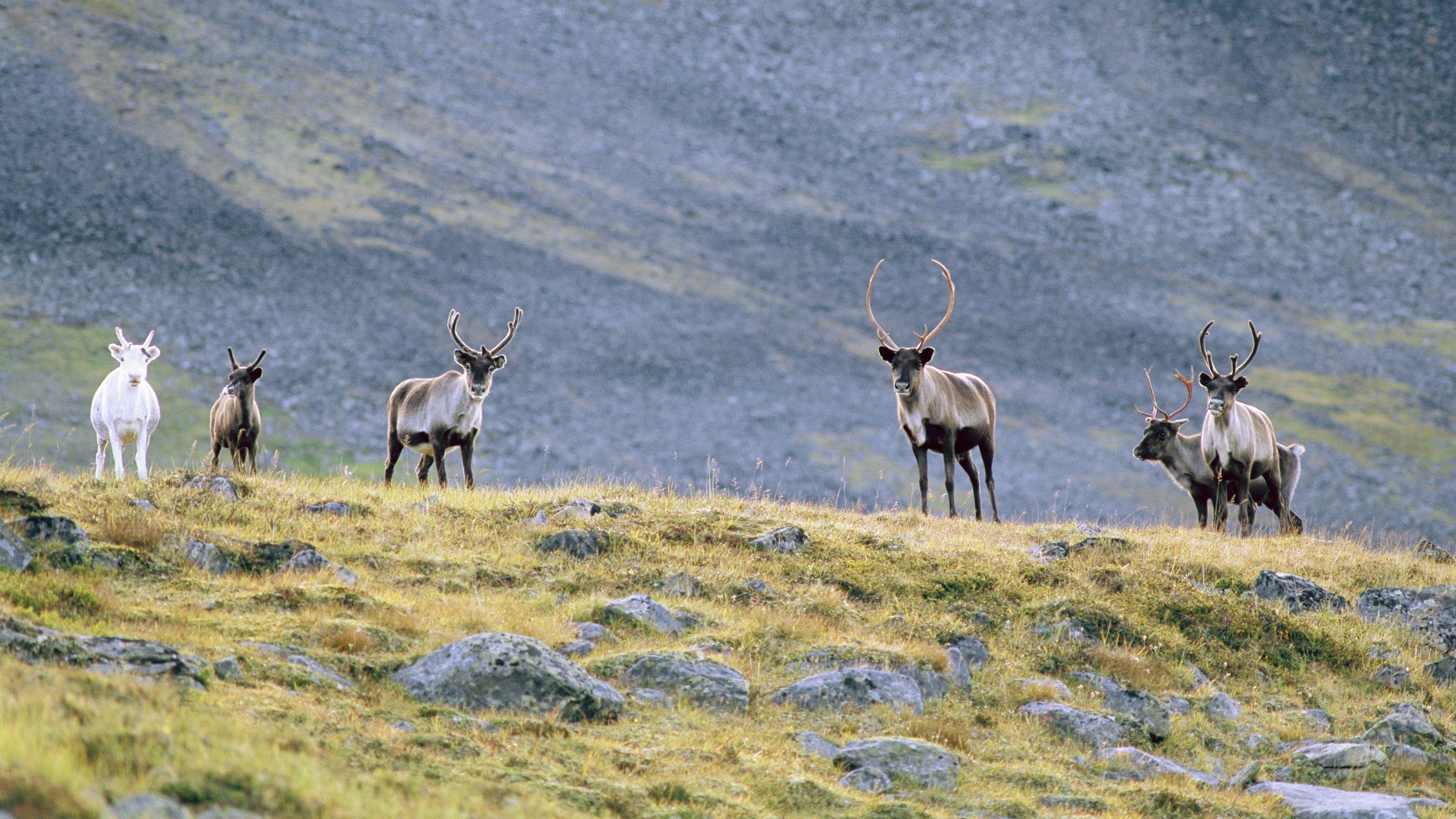 Reindeer husbandry and Sámi culture