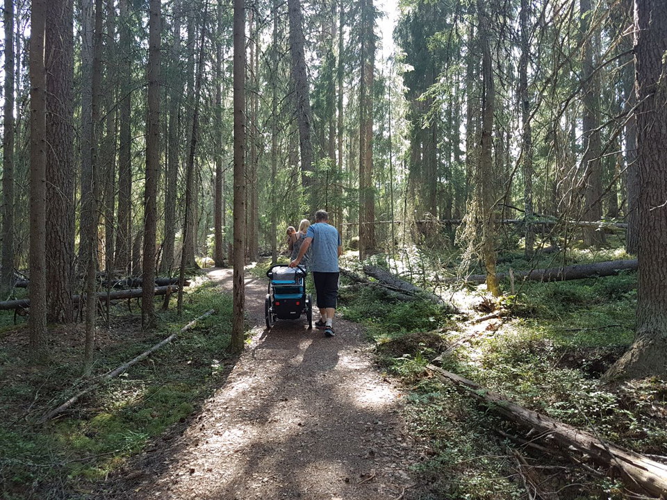 Ta en promenad längs de markerade lederna väl framme i Sanders gammelskog