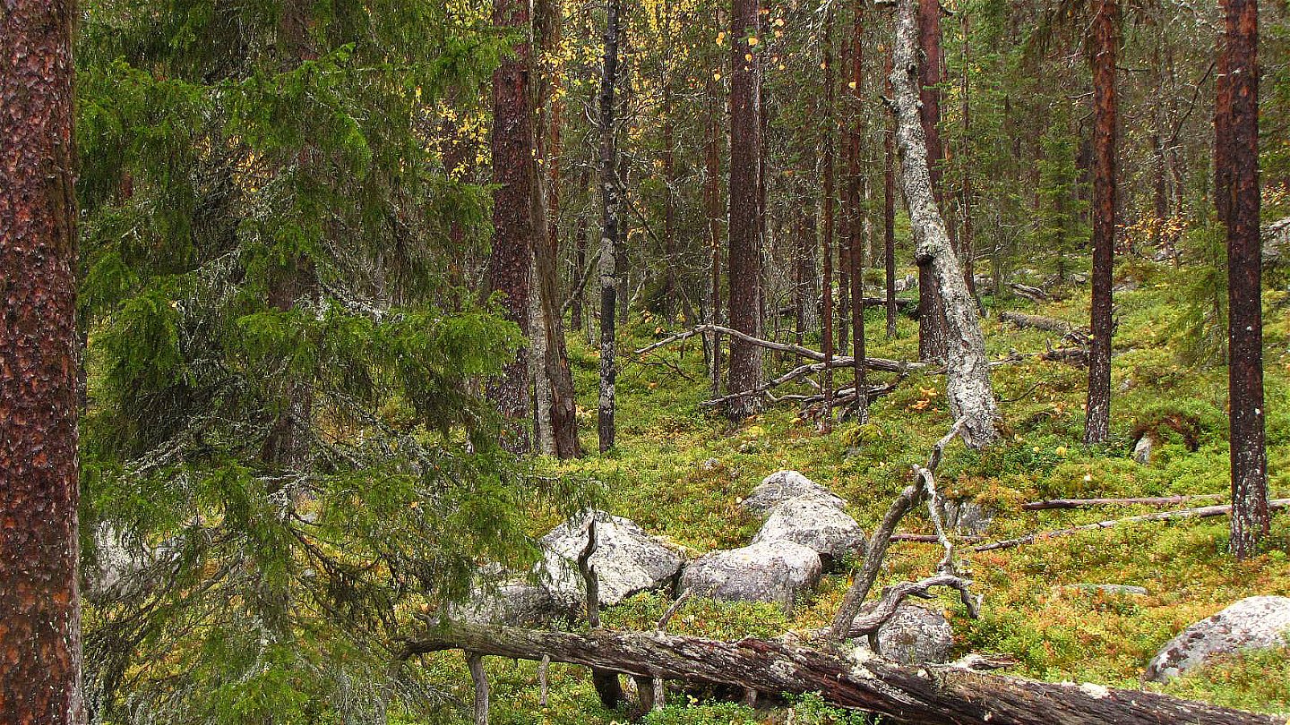 En barrskog med döda liggande träd och lövträd