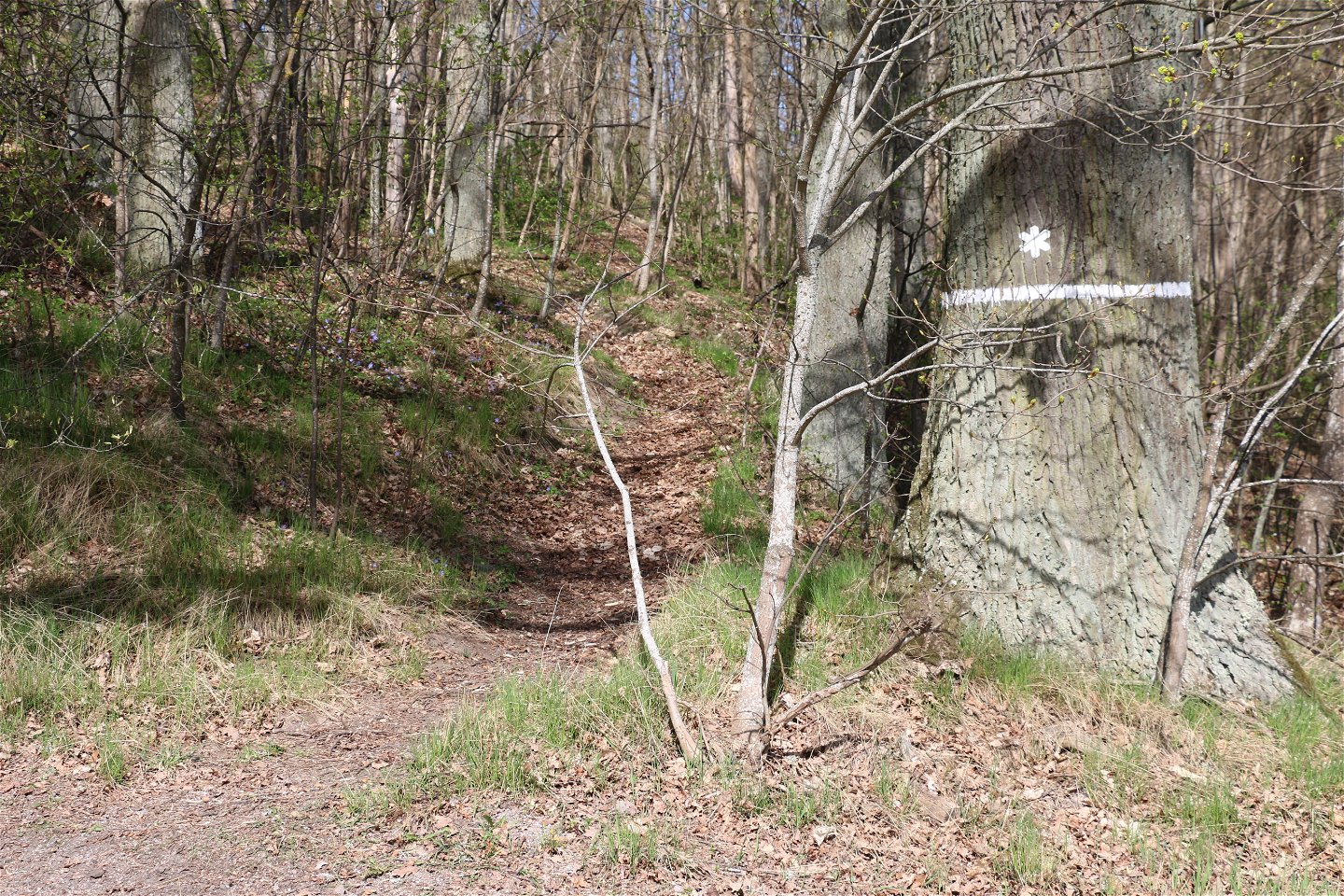 Vit markering på träd som visar att det är ett naturreservat.