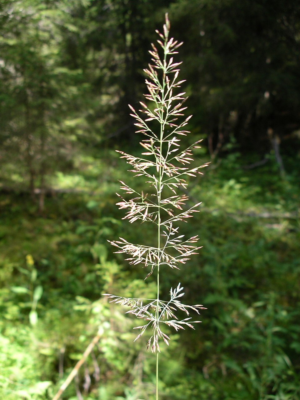 Skogsrör.