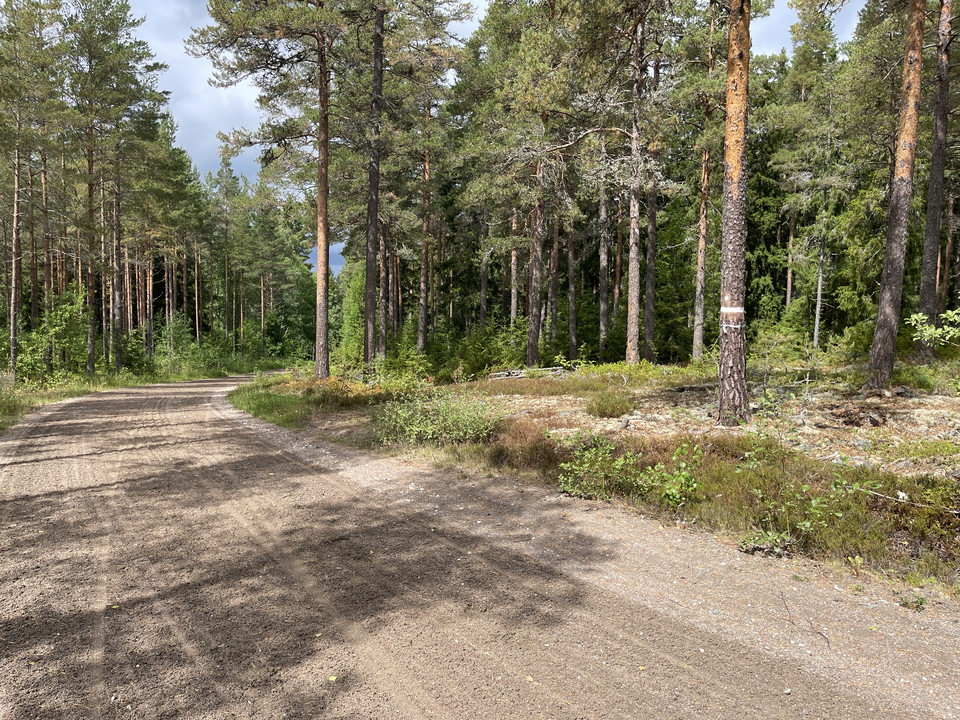 Grusad bilväg. Reservatsmarkering på träd.