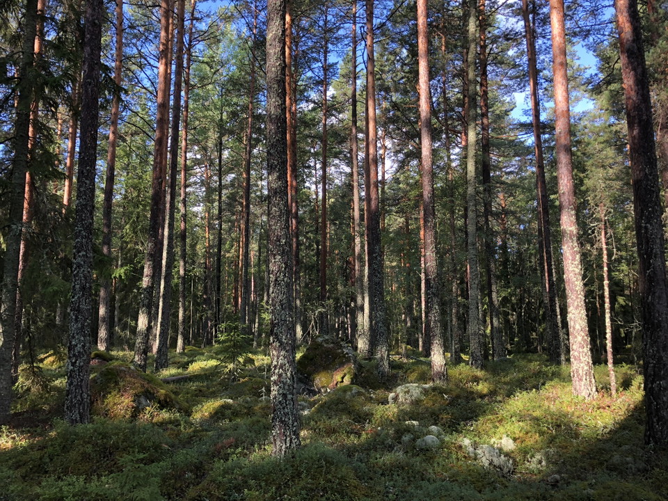Skog på en av öarna