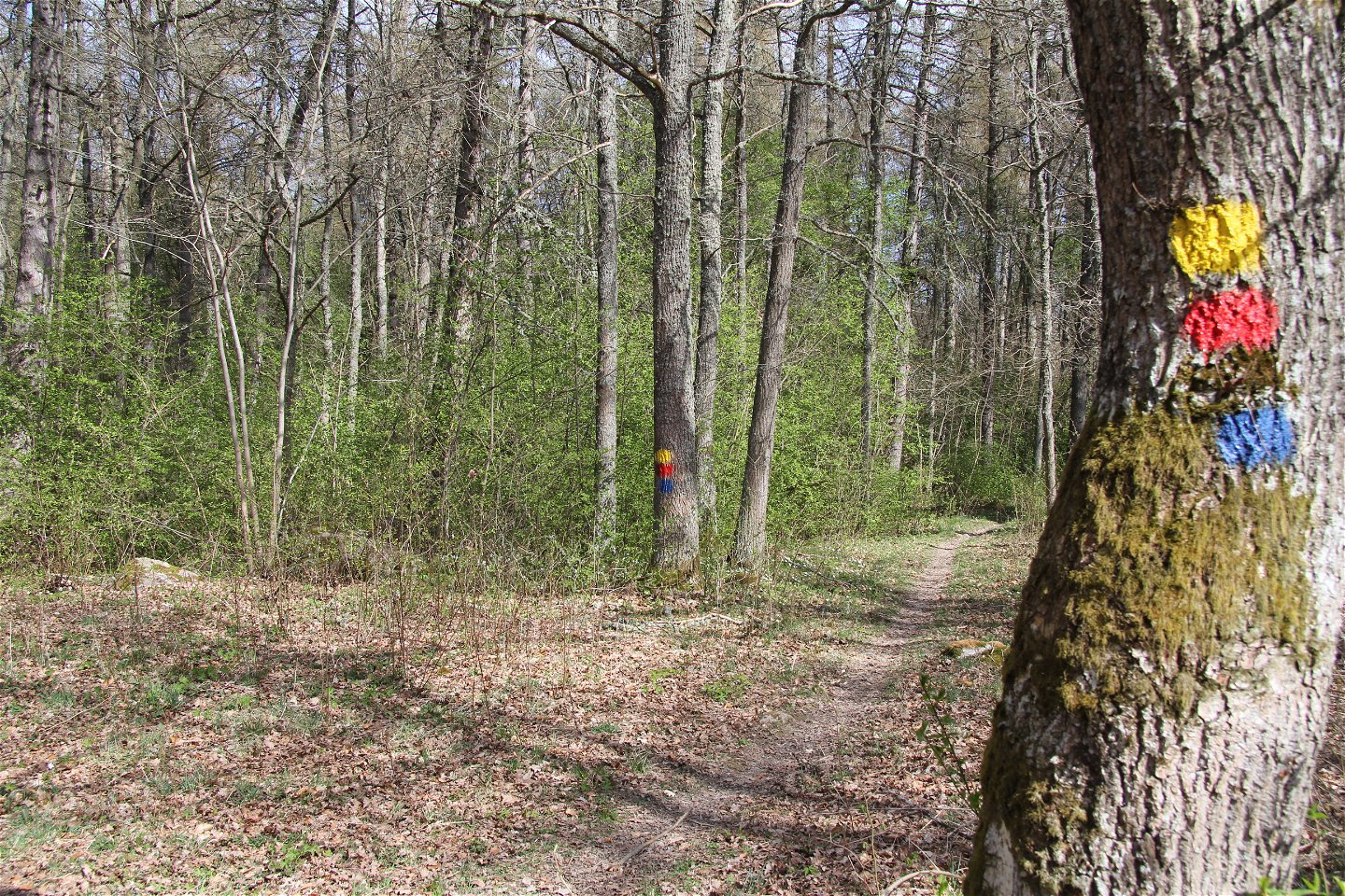 Stig i skogen med gul, röd och blå ledmarkering på träd.
