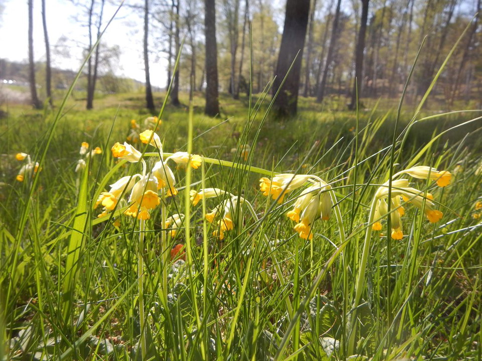 Gullvivor i betesmark