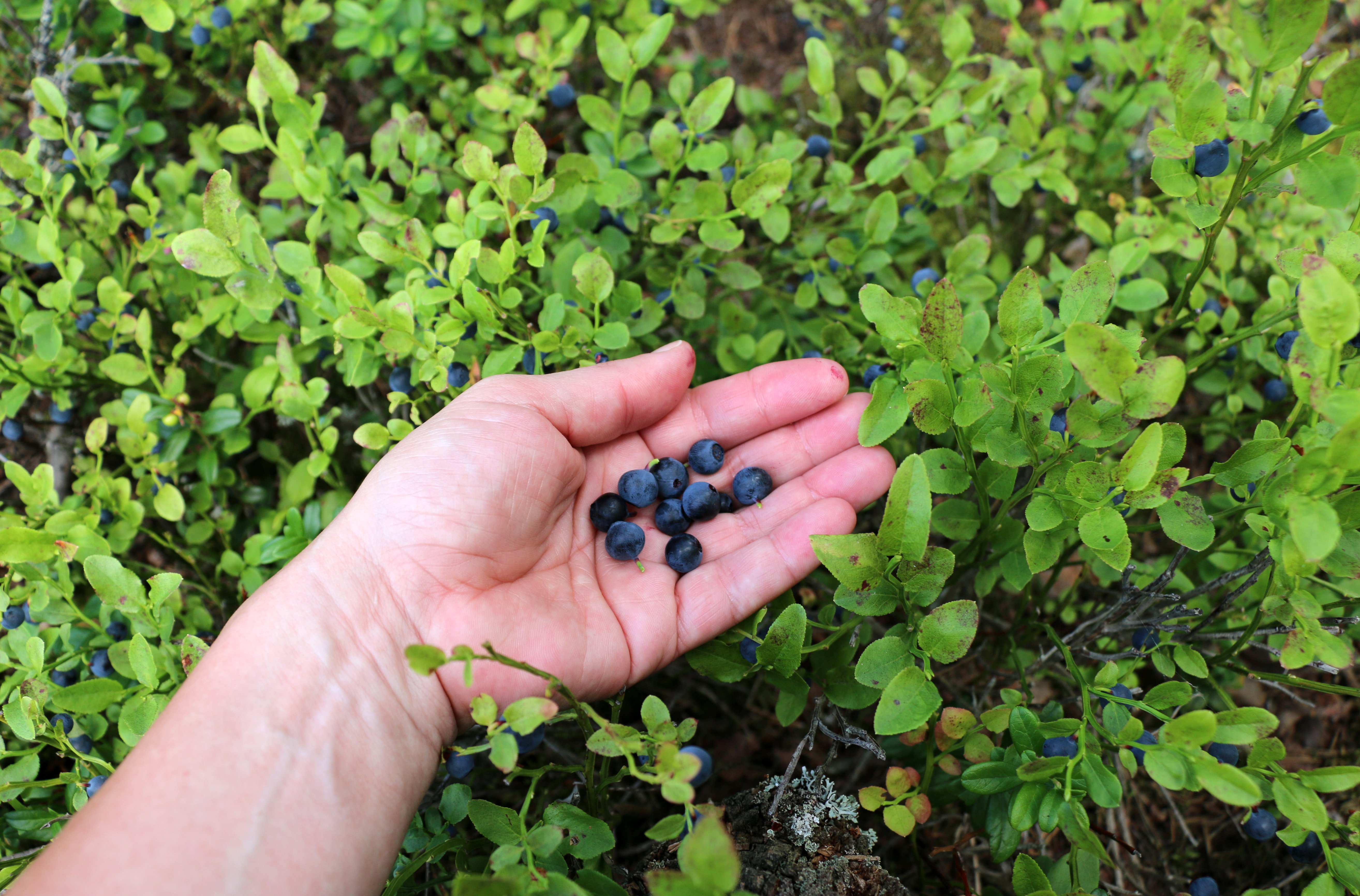 Kupad hand med blåbär, runtomkring växer blåbär.