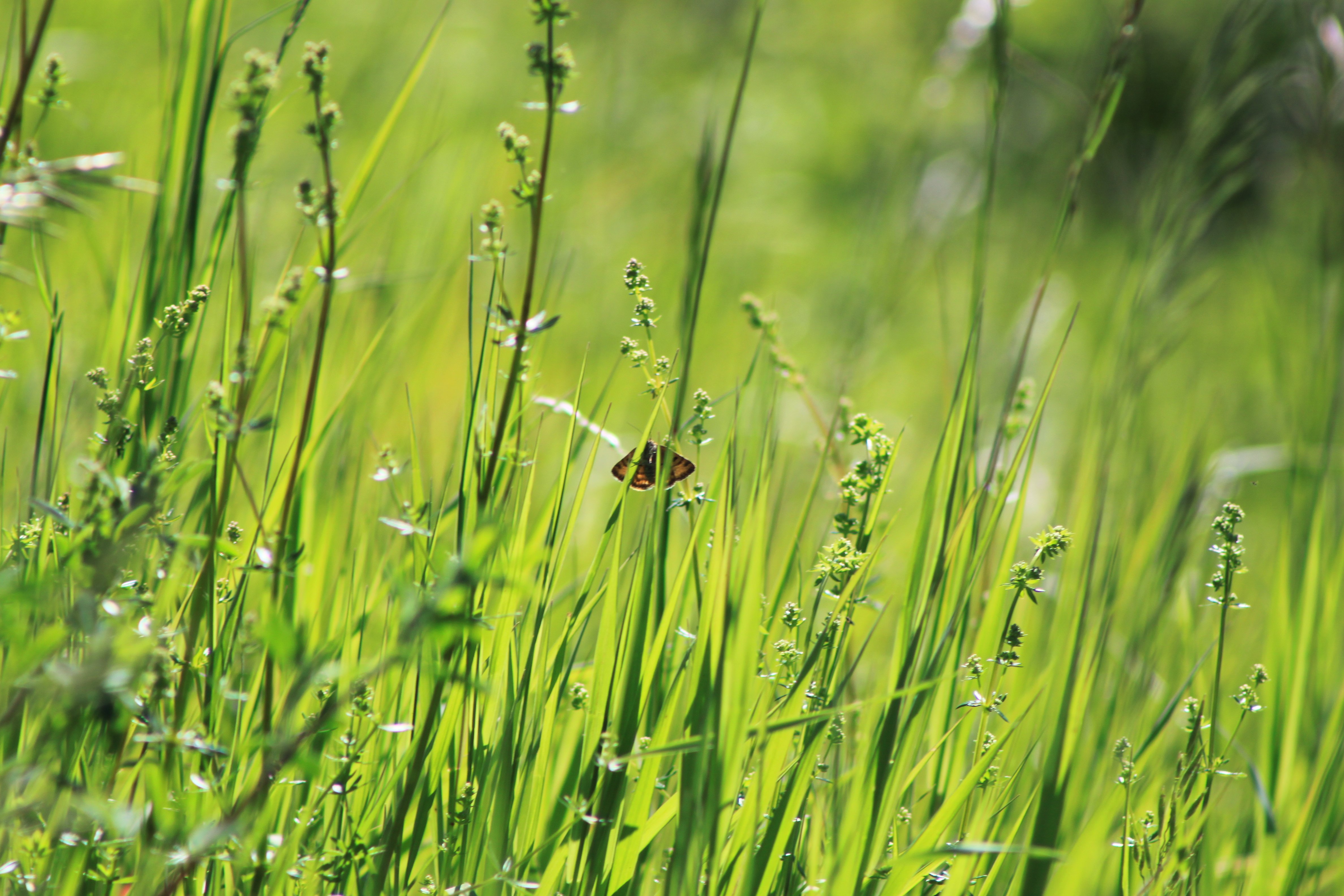 På ett grönt grässtrå sitter en liten fjäril. Det är sommar, soligt väder och frodig grönska på bilden. 
