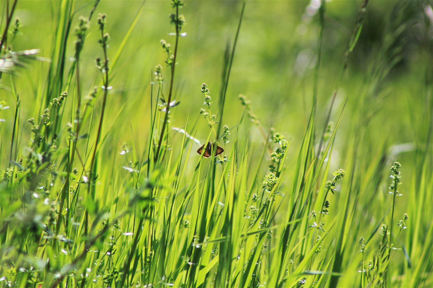 På ett grönt grässtrå sitter en liten fjäril. Det är sommar, soligt väder och frodig grönska på bilden. 