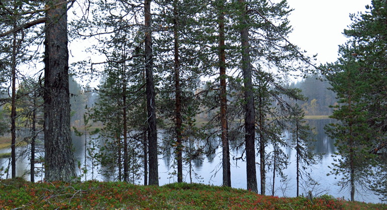 Vy över den  allra sydligaste sjön i reservatet.