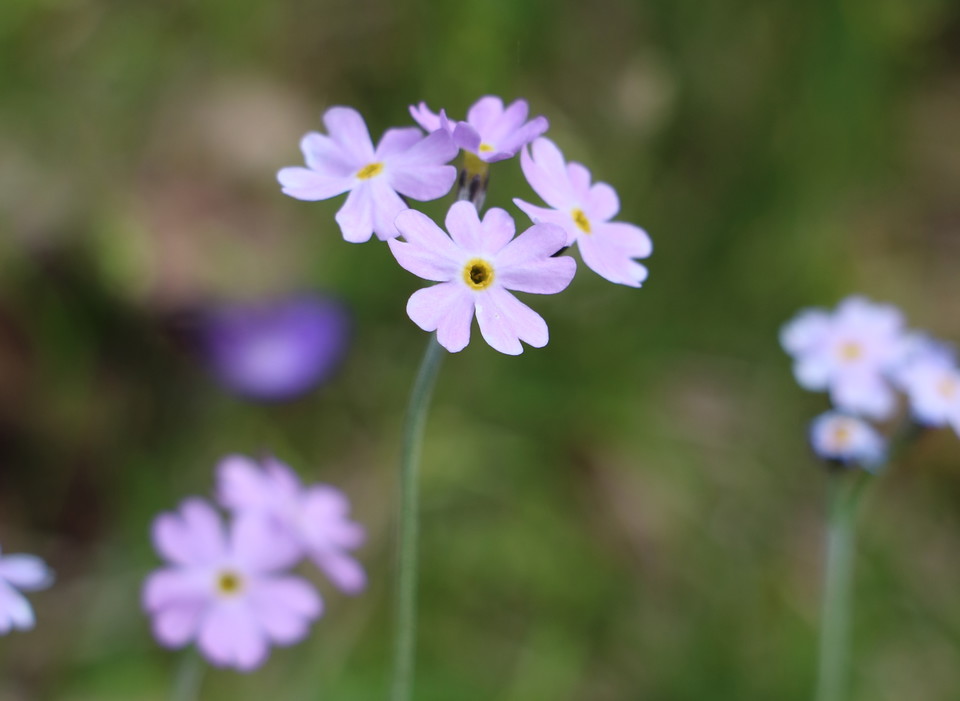 En blommande rödviolett majviva.