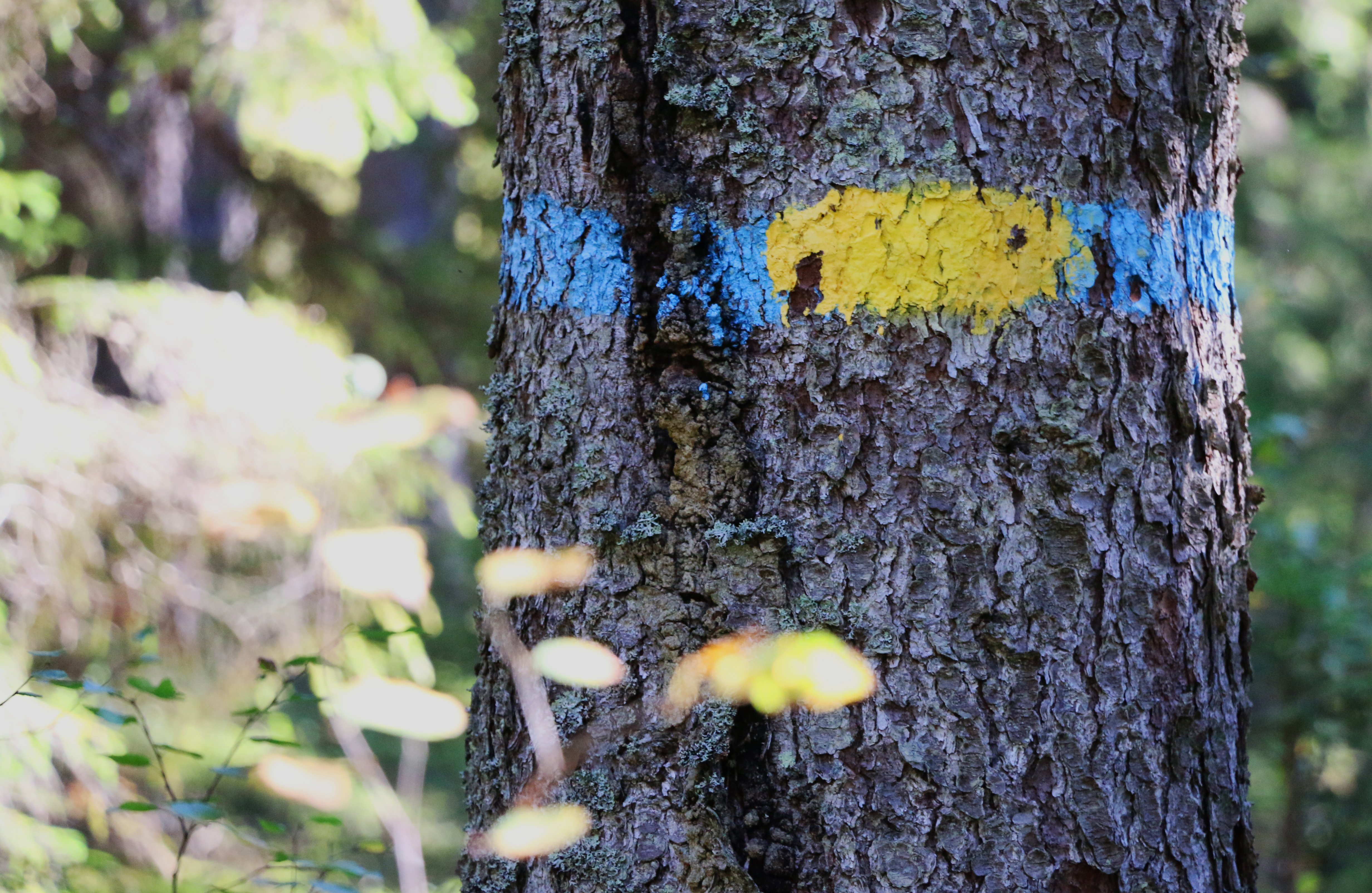 Träd med gul och blå markering.