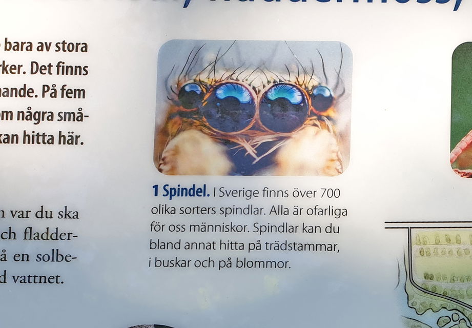 Bild och text om spindel.